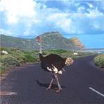 Good Hope Nature Reserve and Ostrich